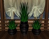 Potted Plant Trio