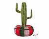 C*Mexican pot cactus
