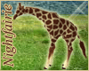 {NF} Zoo Baby Giraffe