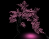 Trees Pink