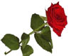 red rose lovely