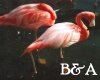 [BA] Flamingos Close up