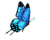 Anim.BlueButterfly
