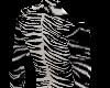 Black Whitestripe Tiger