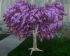 (T)Lilac Tree