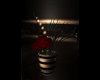 Romantic vase+plant