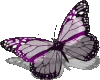 Reflective Butterfly