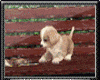 Puppy Animated + Bench