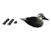 Black Duck