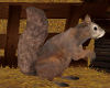 !T! Animated Squirrel