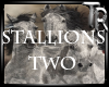 TR* Stallions Two