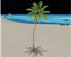 tropical sand palm tree2