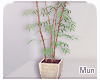 Mun | Bamb Tree