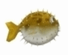 ~R~ Ocean Fish Animated