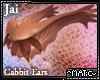 Jai - Cabbit Ears