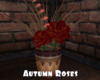 -IC- Autumn Roses