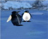 pinguino  marino