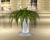 Wedding fern plant