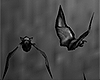 Flying Vampire Bats
