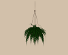 EXCLUSIVE HANGING FERN