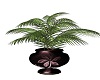 PURPLE PALM PLANT