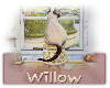 Willow kitty Sticker