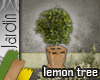 [MGB] J! Tree - Lemon