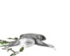 {LS} Grey Sloth