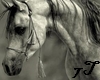 7T* Gray Horse pic