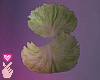♥ lettuce