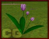(CG) Park Tulips