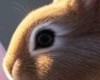 easter bunny