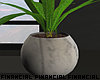 Minimal Plant