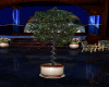Ficus Tree w/Lights