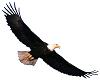 Eagle 14