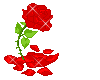 small red rose