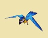 Chloe Pet Parrot 1
