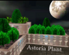 !T Astoria Corner Plant