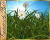 I~Grass & Daisies