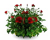 SN Small red rose bush