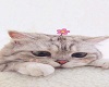 flower kitty