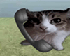 Cat Talk Ciutout