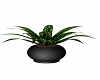 Black potted Plant