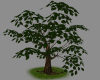 Tall Tree