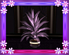 Amore Plant