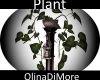 (OD) Plant on pillar