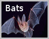 ! Beautiful Anim Bats