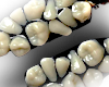 TEETH