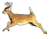  rein deer