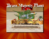 Brass Majesty Plant